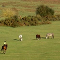 the beautiful New Forest on our door step